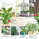 Gartencenter Augsburg Prospekt Seite 4