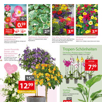 Gartencenter Augsburg Prospekt Seite 3
