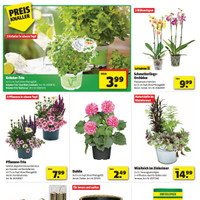 hagebaumarkt Prospekt - Blumen