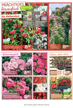 Blumen Risse Prospekt - Angebote ab 23.05.