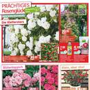 Blumen Risse Prospekt Seite 2
