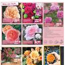 Blumen Risse Prospekt Seite 3
