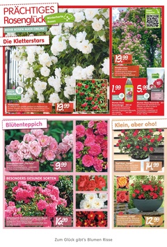 Blumen Risse Prospekt - Angebote ab 28.05.