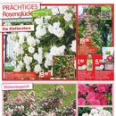 Blumen Risse Prospekt Seite 2