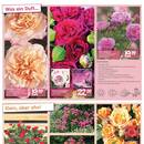 Blumen Risse Prospekt Seite 3