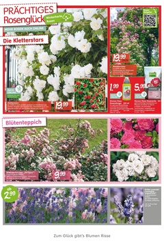 Blumen Risse Prospekt - Blütenglück