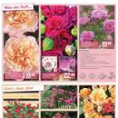 Blumen Risse Prospekt Seite 3