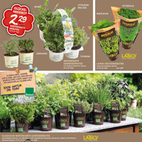 Blumen Risse Prospekt Seite 3