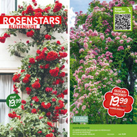 Blumen Risse Prospekt Seite 2