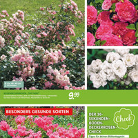 Blumen Risse Prospekt Seite 3
