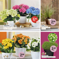 Garten Center Spiering Prospekt Seite 15