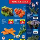 Lidl Prospekt Seite 3