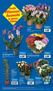 Lidl Prospekt - Angebote ab 07.07.