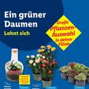 Lidl Prospekt Seite 17