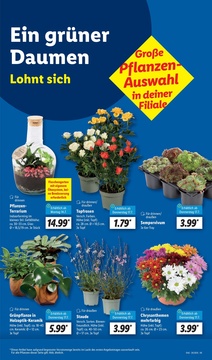 Lidl Prospekt - Viele Marken zum Tiefpreis