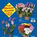 Lidl Prospekt Seite 5