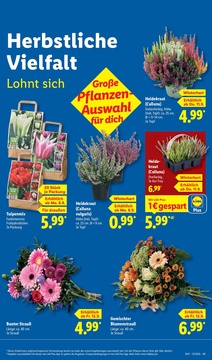 Lidl Prospekt - Angebote ab 08.09.