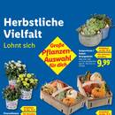 Lidl Prospekt Seite 26