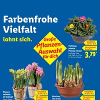 Lidl Prospekt Seite 17