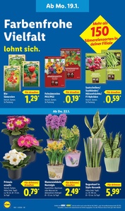 Lidl Prospekt - Sparen beim Preisführer