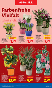 Lidl Prospekt - Liebe schenken