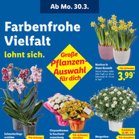 Lidl Prospekt Seite 31