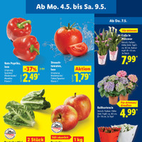 Lidl Prospekt Seite 11