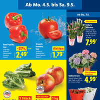 Lidl Prospekt Seite 11