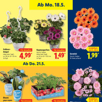 Lidl Prospekt Seite 75