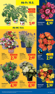 Lidl Prospekt - Inselmomente zum Lild-Preis