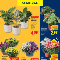 Lidl Prospekt Seite 35