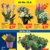Lidl Prospekt Seite 73