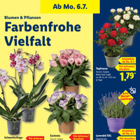 Lidl Prospekt Seite 22