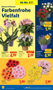 Lidl Prospekt - Lohnt sich.