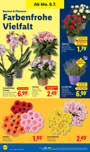 Lidl Prospekt - Angebote ab 06.07.