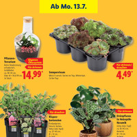 Lidl Prospekt Seite 27