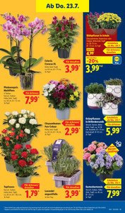 Lidl Prospekt - Sparen beim Preisführer