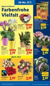 Lidl Prospekt - Lohnt sich.
