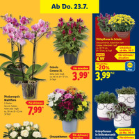 Lidl Prospekt Seite 29