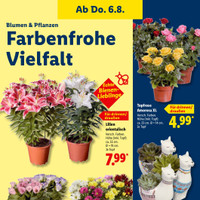 Lidl Prospekt Seite 7