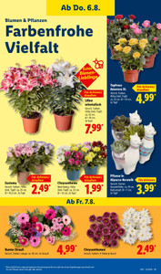 Lidl Prospekt - Angebote ab 03.08.
