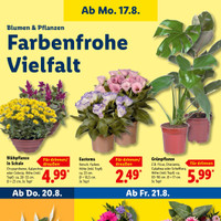 Lidl Prospekt Seite 25