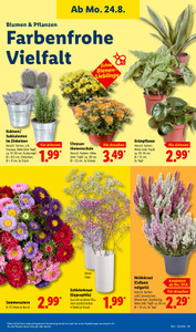 Lidl Prospekt - XXL