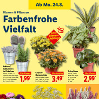 Lidl Prospekt Seite 15