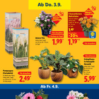 Lidl Prospekt Seite 27