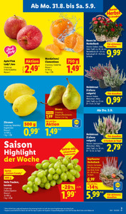 Lidl Prospekt - Lohnt sich.
