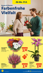 Lidl Prospekt - Lohnt sich.