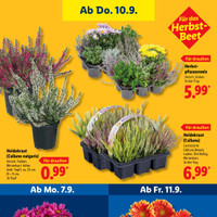 Lidl Prospekt Seite 27