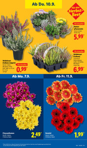 Lidl Prospekt - Lohnt sich.