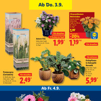 Lidl Prospekt Seite 27